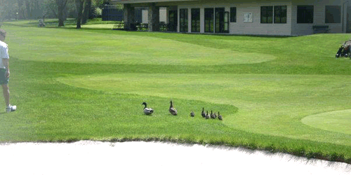 Cottonwood Country Club