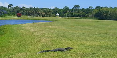 Savannahs at Merritt Island